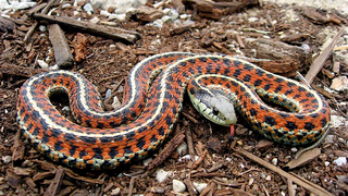 Here's What Happens To Snakes In Microgravity